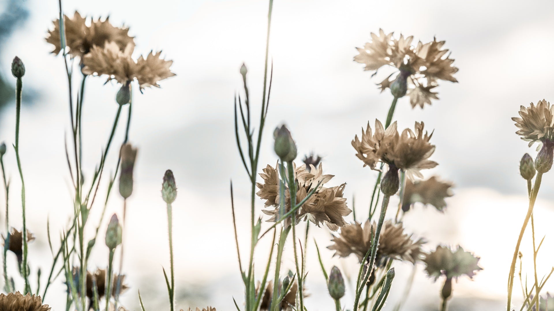 Wildflowers with a blurred background